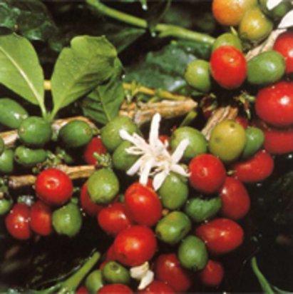 Bild Kaffeebohnen roh