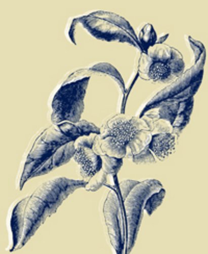 Bild - Zeichnung Teepflanze