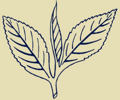 Bild - Zeichnung Teeblatt